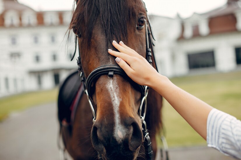 Research on CBD for Pain and Anxiety in Horses