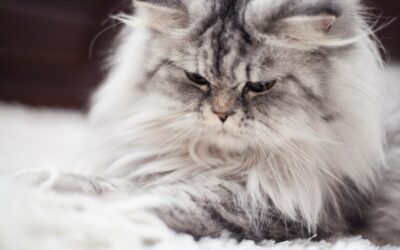 The Best CBD Treats for Anxious Cats: A Natural Solution to Feline Stress The Best CBD Treats for Anxious Cats: A Natural Solution to Feline Stress