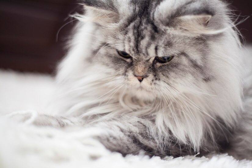 The Best CBD Treats for Anxious Cats: A Natural Solution to Feline Stress