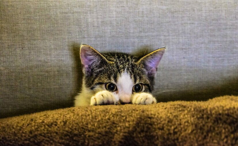 The Best CBD Treats for Anxious Cats: A Natural Solution to Feline Stress