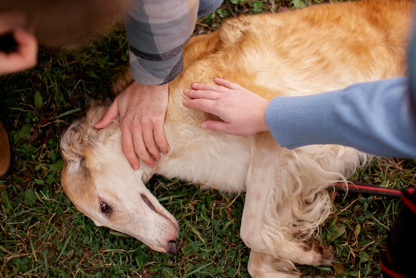 CBD for Pet Seizures: Exploring a Natural Approach
