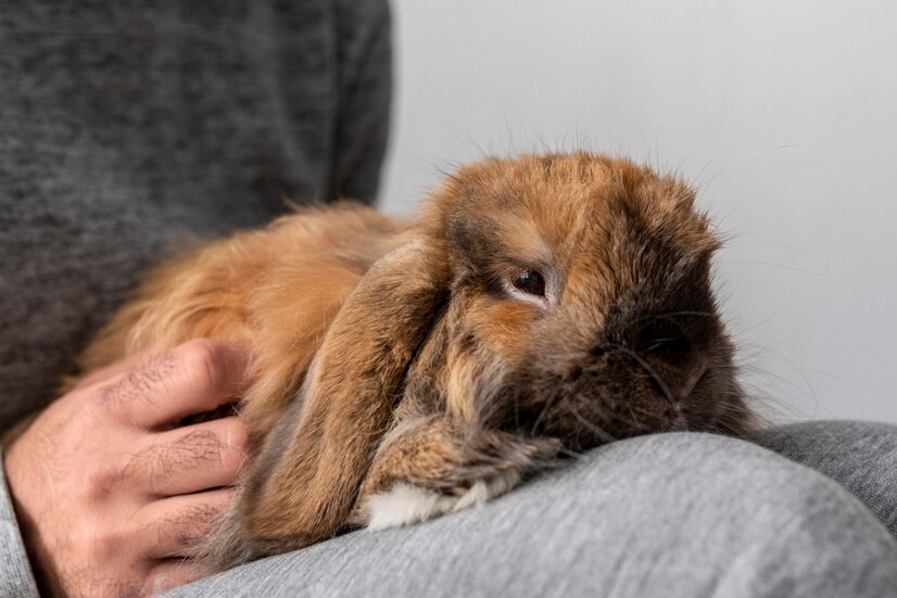 CBD for Pets with Anxiety: Calming Nervous Animals