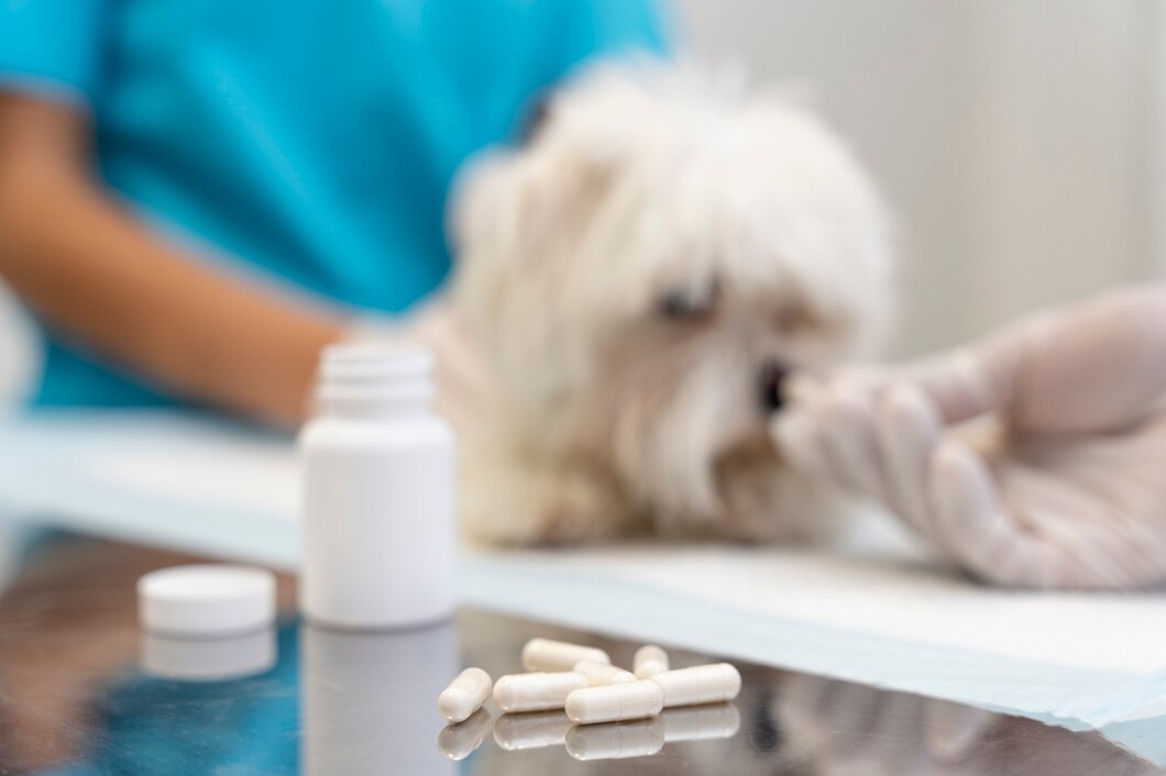 How to Administer CBD to Your Pet: A Complete Guide