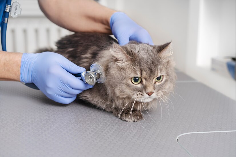 CBD for Pet Pain: Helping Your Furry Friend Feel Better Naturally