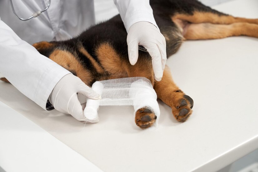 CBD for Pet Inflammation: Reducing Swelling and Discomfort Naturally