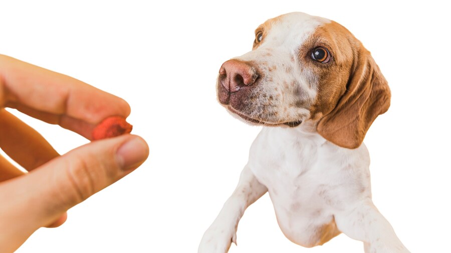 CBD for Other Animals: Cats, Rabbits, and More