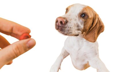 Research on CBD Use in Various Animal Species