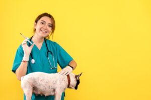The Use of CBD in Veterinary Medicine Compared to Traditional Treatments
