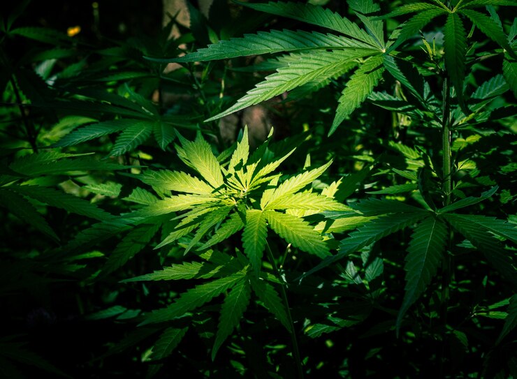 The Potential Benefits of Combining CBD and CBG