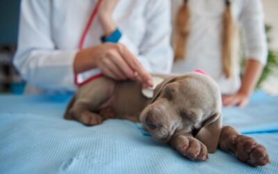 CBD for Pet Pain: Helping Your Furry Friend Feel Better Naturally