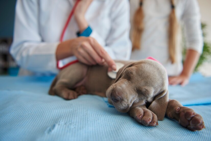 CBD for Pet Pain: Helping Your Furry Friend Feel Better Naturally