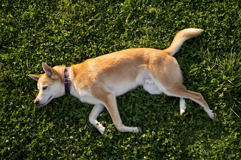 Success Stories of Using CBD for Canine Epilepsy
