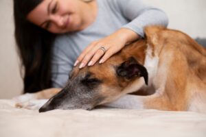 Success Stories of Using CBD for Canine Epilepsy