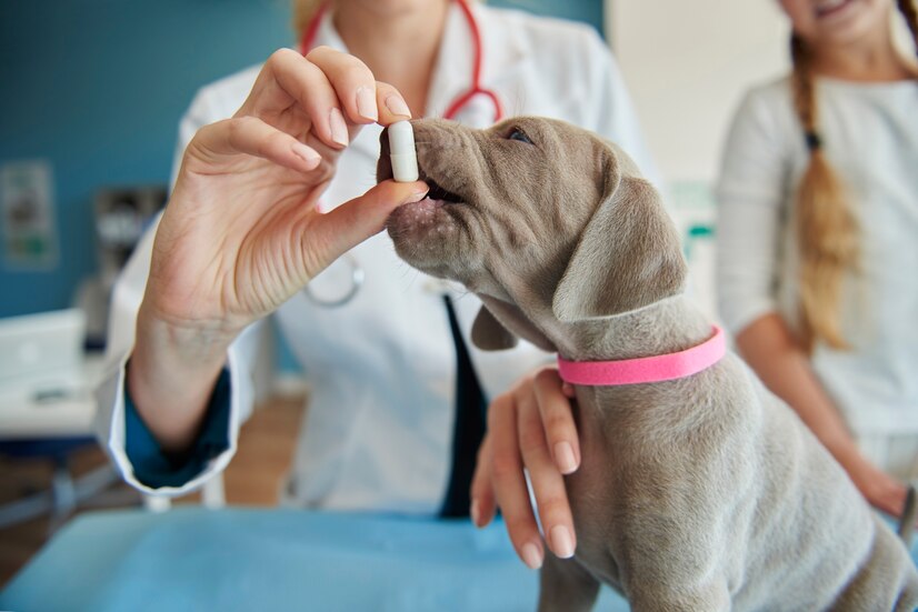 Safe CBD Dosage for Pets with Chronic Pain