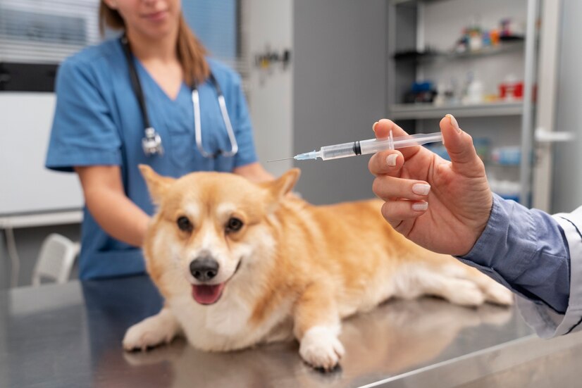 Safe CBD Dosage for Pets with Chronic Pain