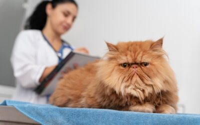 CBD for Pet Inflammation: Reducing Swelling and Discomfort Naturally