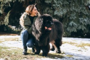 The Benefits of CBD for Large Breed Dogs