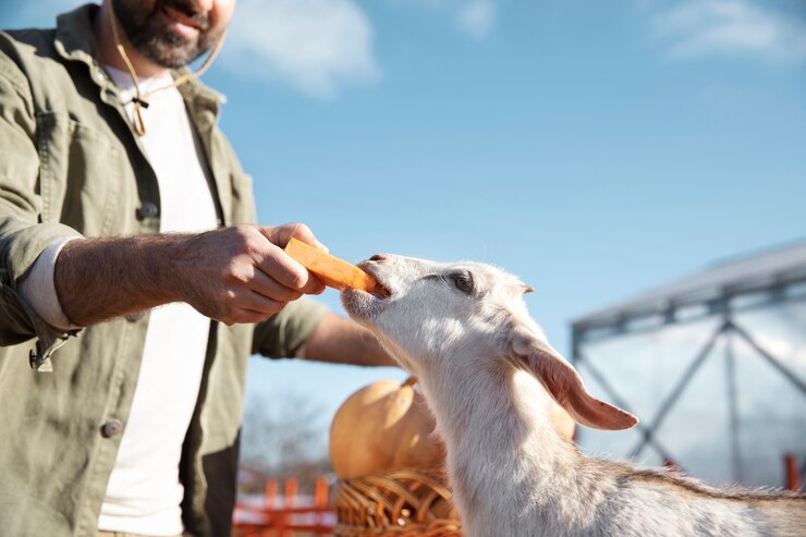 Research on CBD Use in Various Animal Species