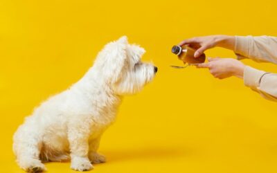 The Legalities of CBD for Pets: What Every Pet Owner Should Know