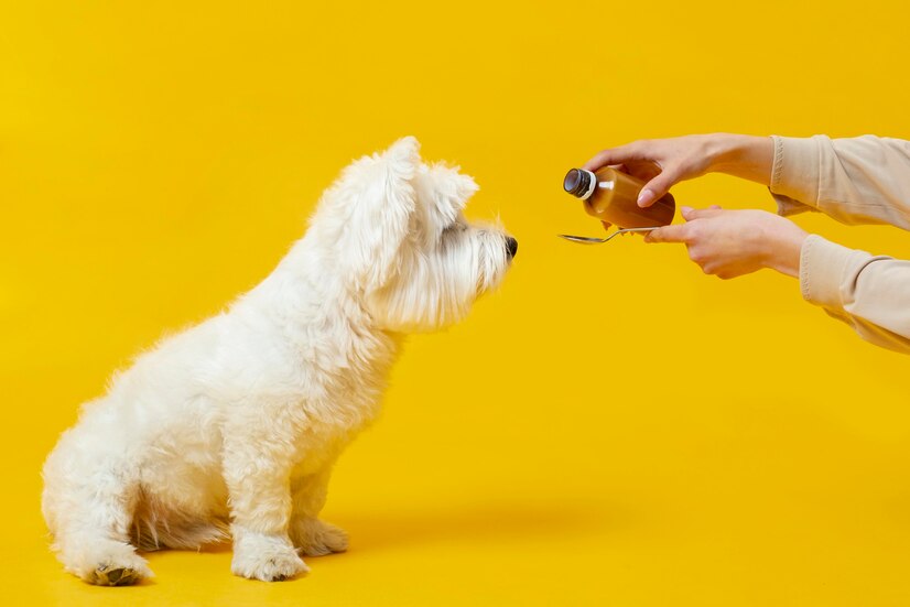 The Legalities of CBD for Pets: What Every Pet Owner Should Know
