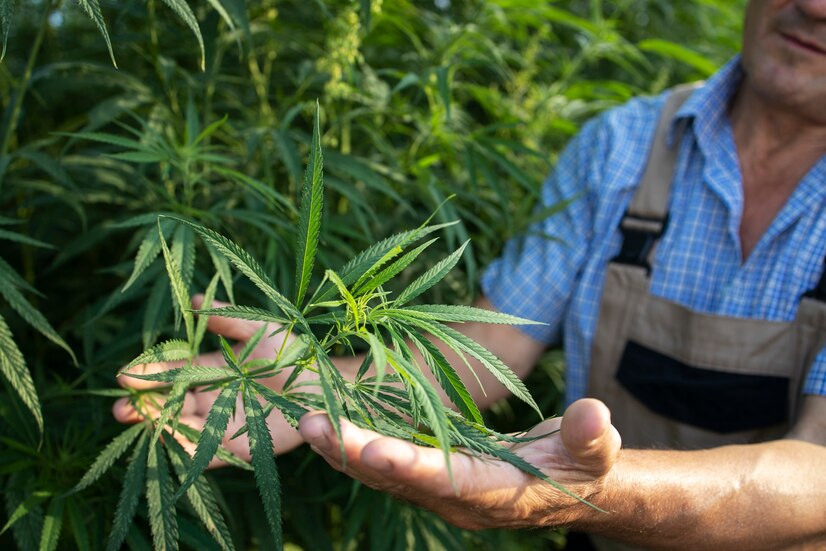 The Legal History of CBD in the United States: From Prohibition to Progress