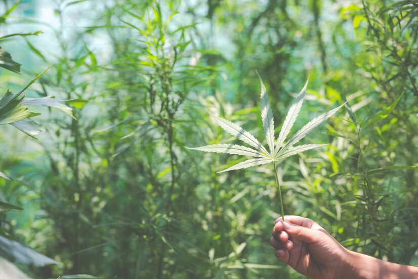 CBD vs. THC: Understanding the Key Differences